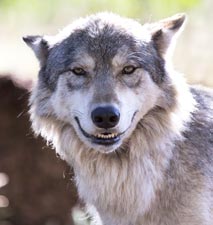 Trump's Smiling Wolf